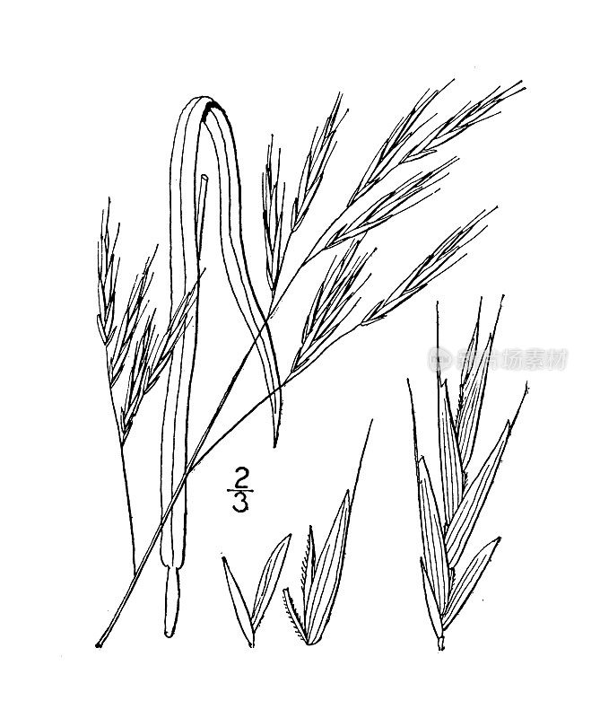 古董植物学植物插图:Avena Smithii，史密斯的燕麦